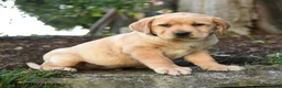 Labrador Retriever dogs for sale: Augustus - Ad 2
