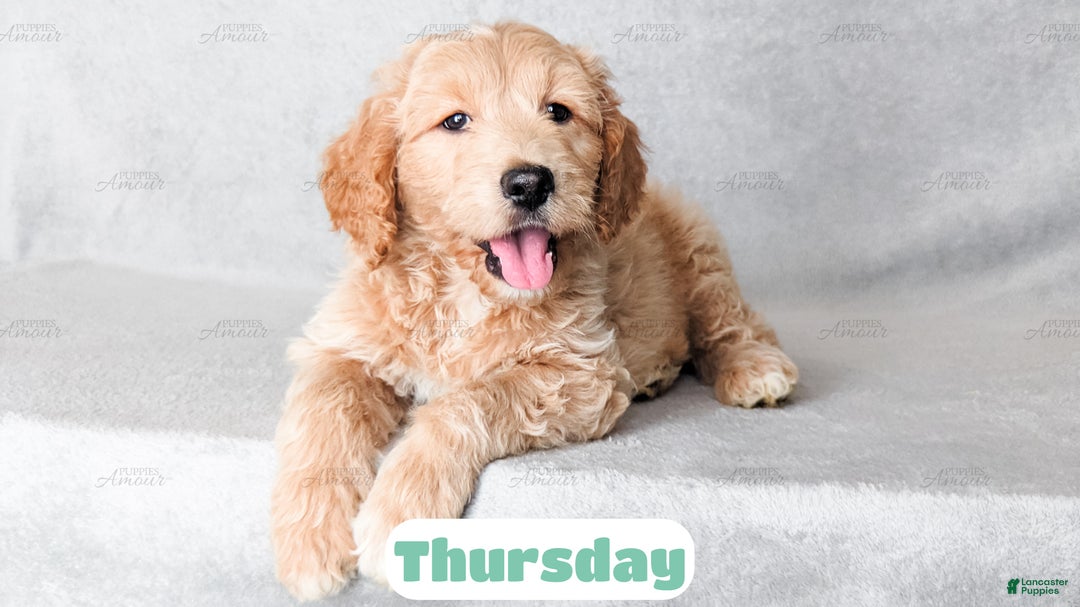 Goldendoodle dogs for sale: Thursday - Ad 7