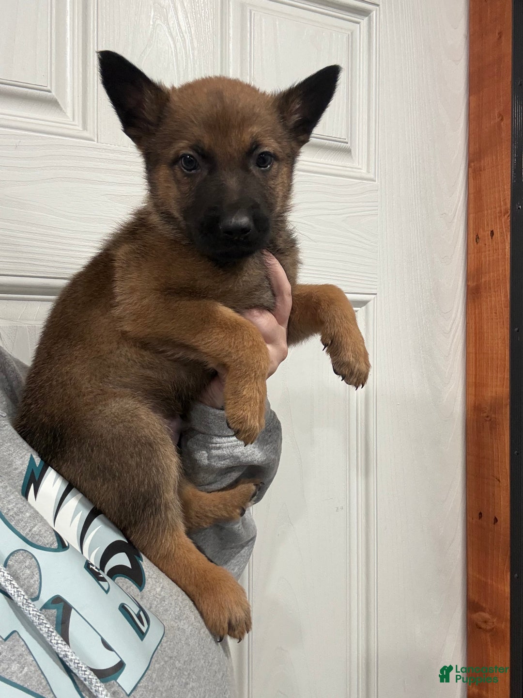 German Shepherd dogs for sale: German Shepherd Puppy 1 - Ad 4
