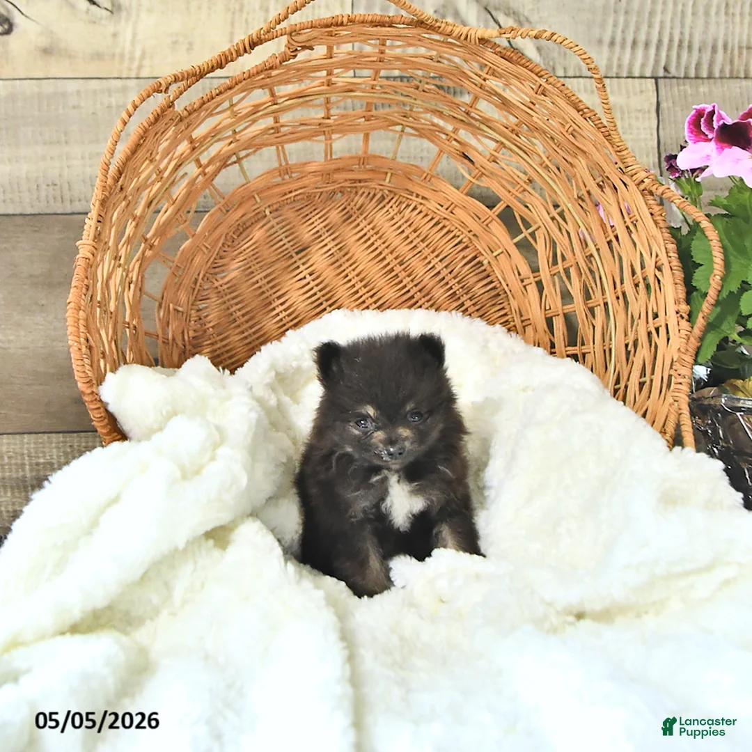 Pomeranian dogs for sale: Asher     EXTRA SMALL - Ad 2