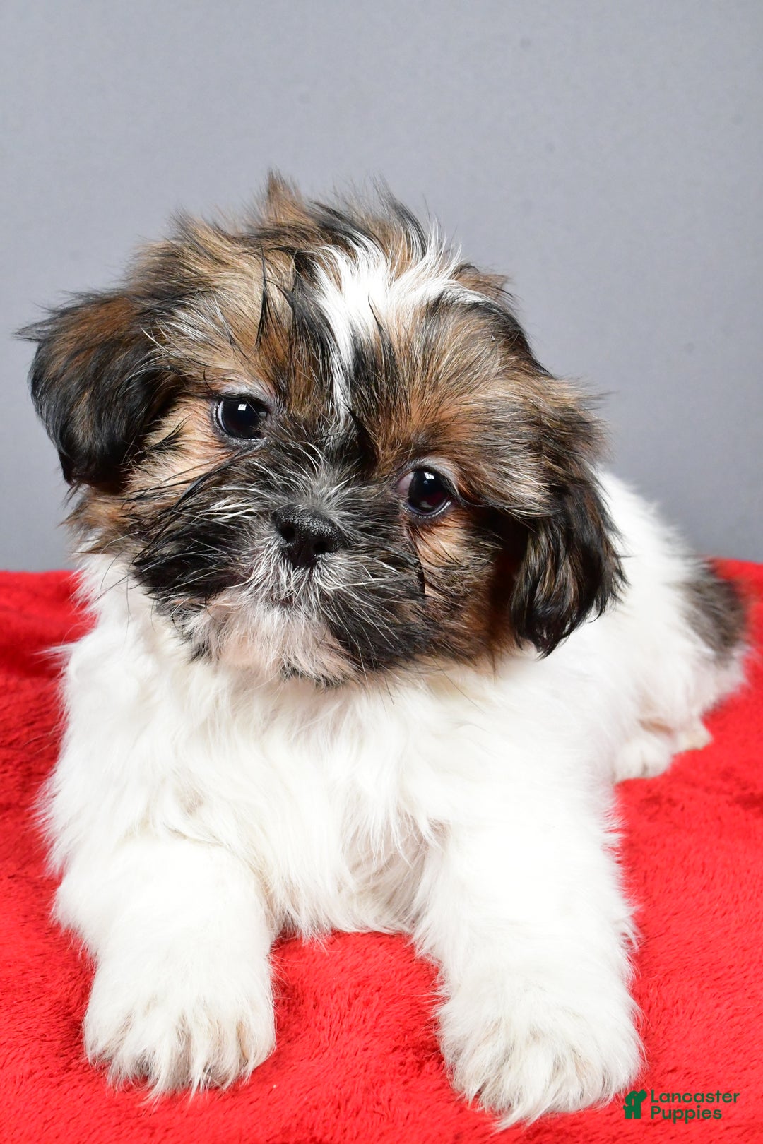 Shih Tzu dogs for sale: Maple - Ad 4