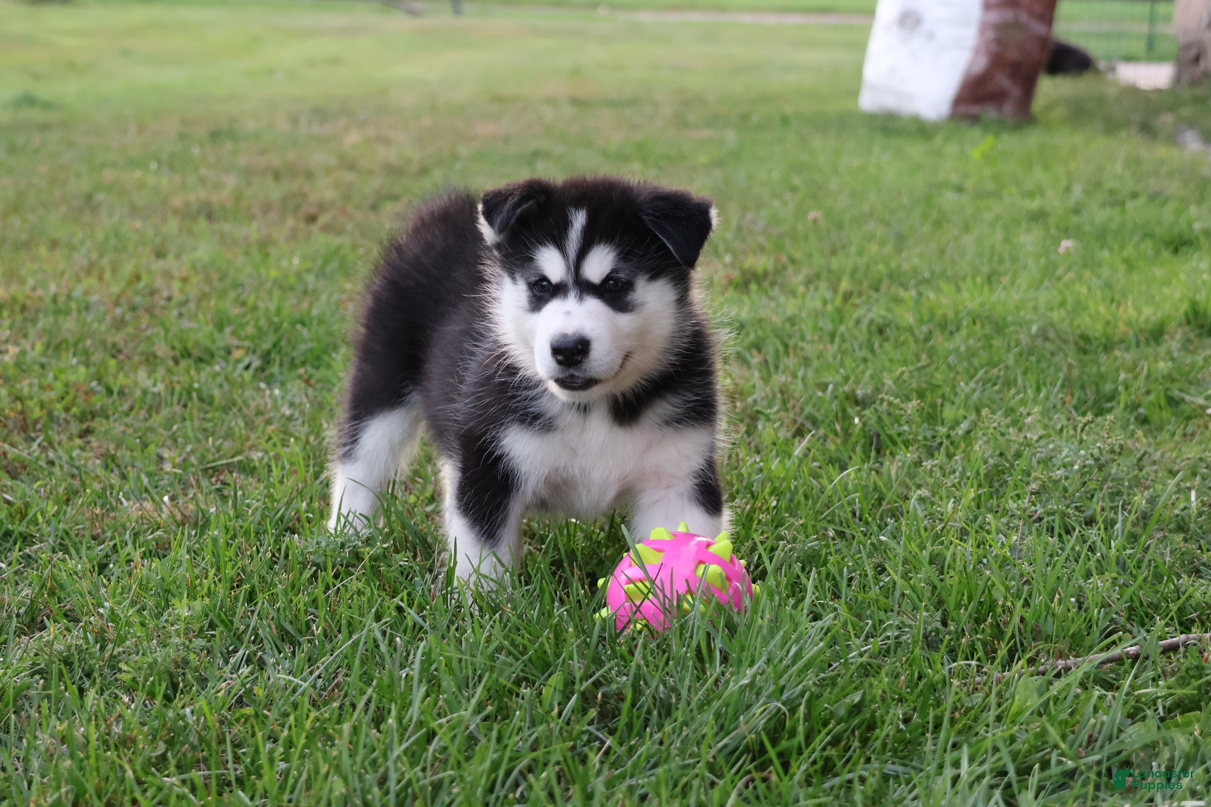 Alaskan Malamute dogs Denali - Ad 1