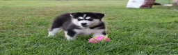 Alaskan Malamute dogs for sale: Denali - Ad 3