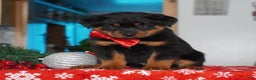 Rottweiler dogs for sale: Timber - Ad 1