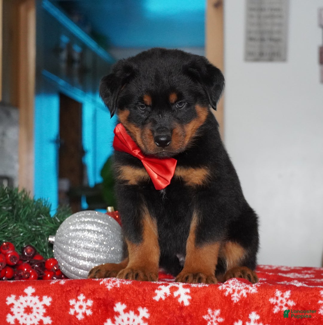 Rottweiler dogs for sale: Timber - Ad 1