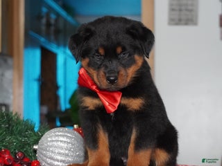 Rottweiler dogs Timber - Ad 36