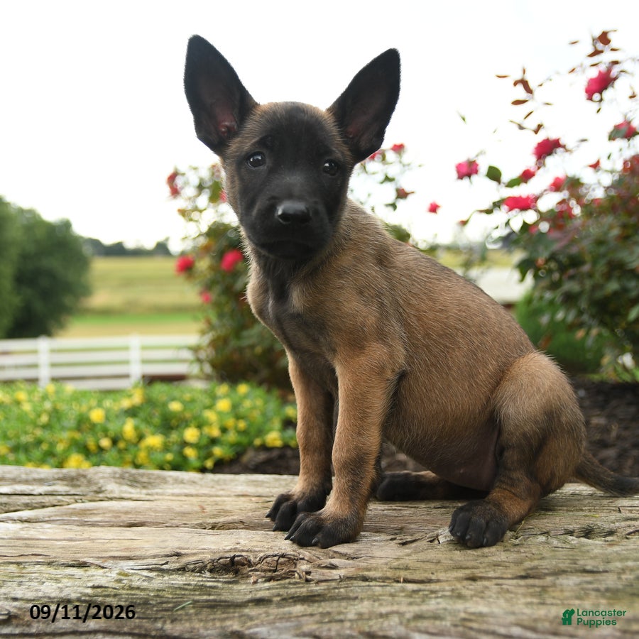 Belgian Malinois dogs Nala - Ad 1