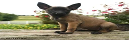 Belgian Malinois dogs for sale: Nala - Ad 1