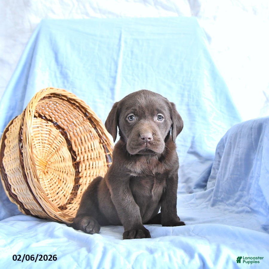 Labrador Retriever dogs Doris - Ad 2