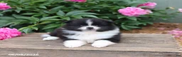 Pomeranian dogs for sale: Keisha - Ad 3
