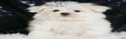 Maltese dogs for sale: Dior - Ad 3