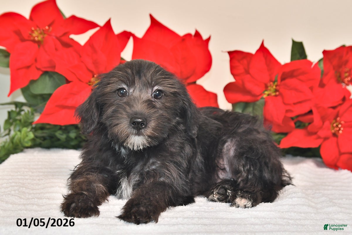 Yorkiepoo dogs Tucker - Ad 17