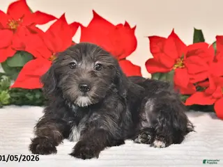 Yorkiepoo dogs Tucker - Ad 23