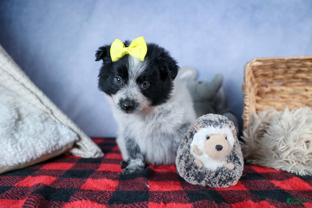 Mixed Breed dogs for sale: DELTA - Ad 5