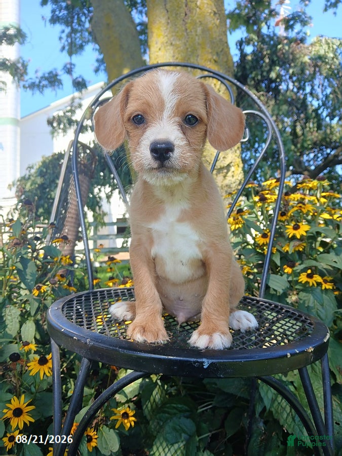 Mixed Breed dogs for sale: Rusty - Ad 2