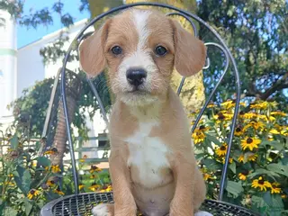 Mixed Breed dogs Rusty - Ad 16