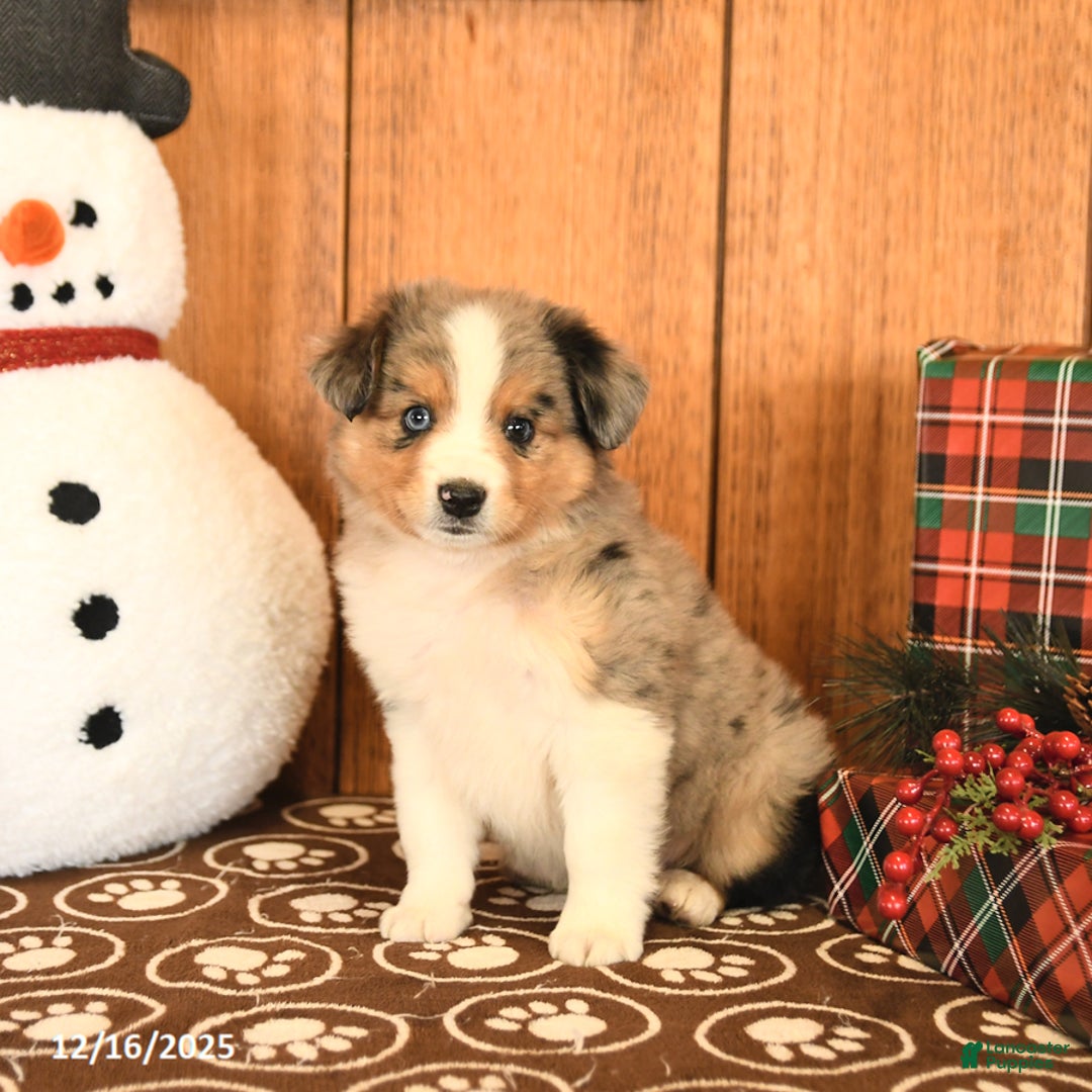 Miniature Australian Shepherd dogs for sale: Jax - Ad 3