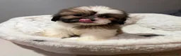 Shihpoo dogs for sale: Bambi  - Ad 3