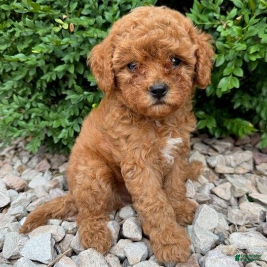 Cavapoo dogs for sale: Piper  - Ad 3