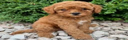 Cavapoo dogs for sale: Piper  - Ad 1