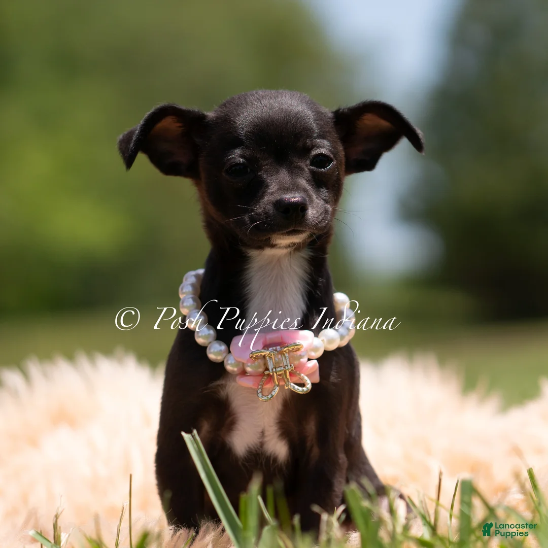 Chihuahua dogs for sale: Starry - Ad 2