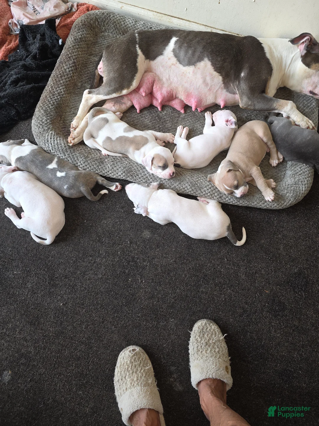 American Staffordshire Terrier dogs for sale: American Staffordshire Terrier Puppy 2 - Ad 2