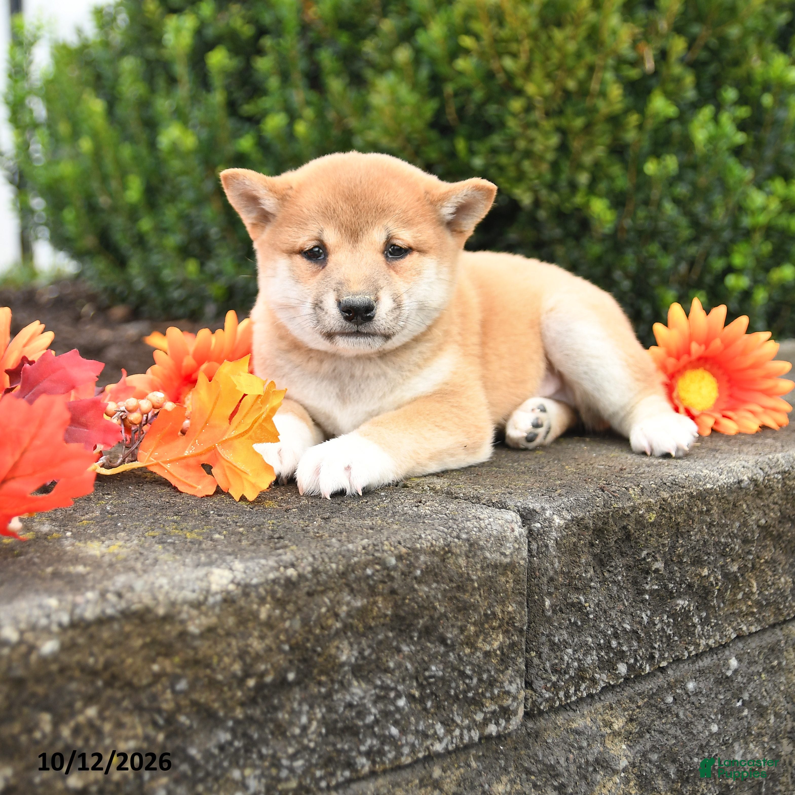 邦楽 shiba Cassidy Shiba Inu for sale in Millersburg | Lancaster Puppies