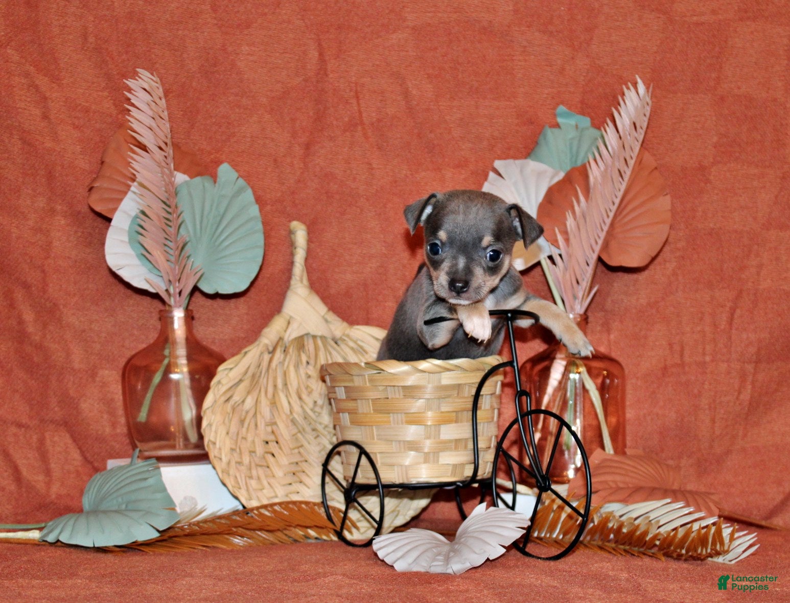 Chihuahua dogs Ysabella - Ad 1