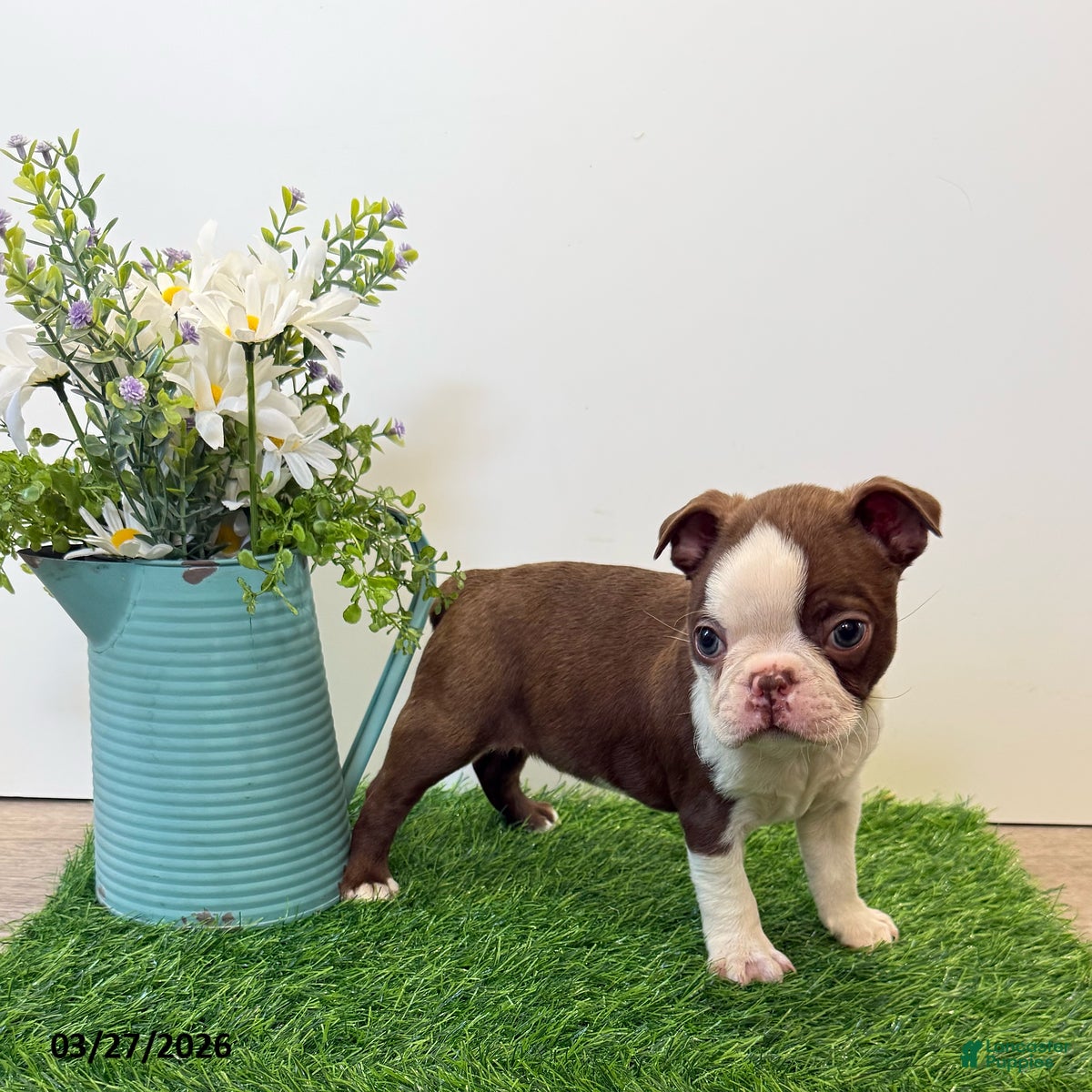 Boston Terrier dogs Maynard - Ad 1