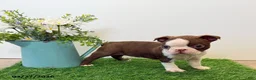 Boston Terrier dogs for sale: Maynard - Ad 1