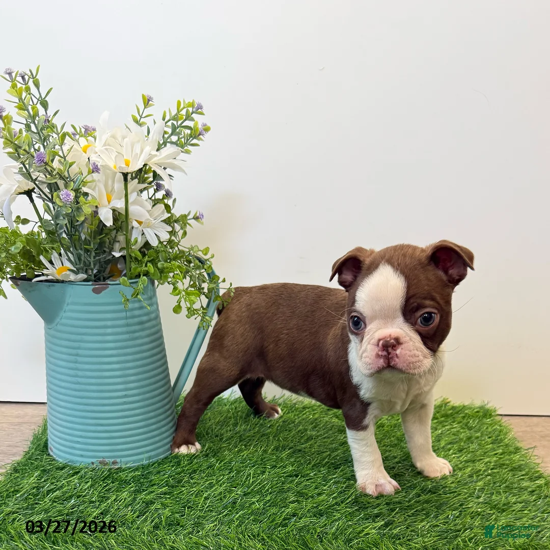 Boston Terrier dogs for sale: Maynard - Ad 1