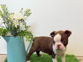 Boston Terrier dogs for sale: Maynard - Ad 2