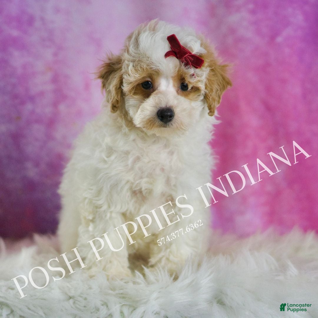 Miniature Poodle dogs for sale: Bambi - Ad 3
