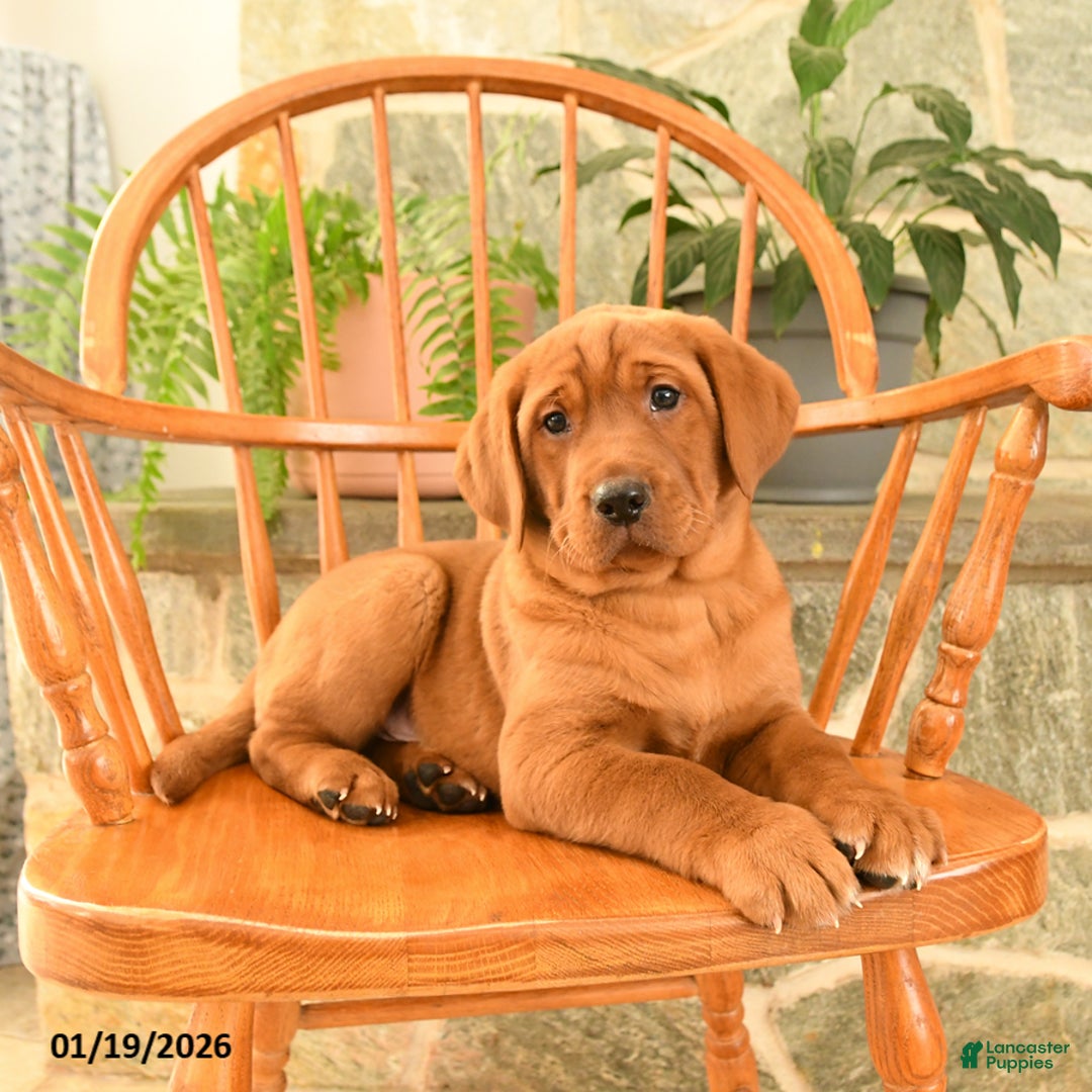 Labrador Retriever dogs for sale: Rusty - Ad 3