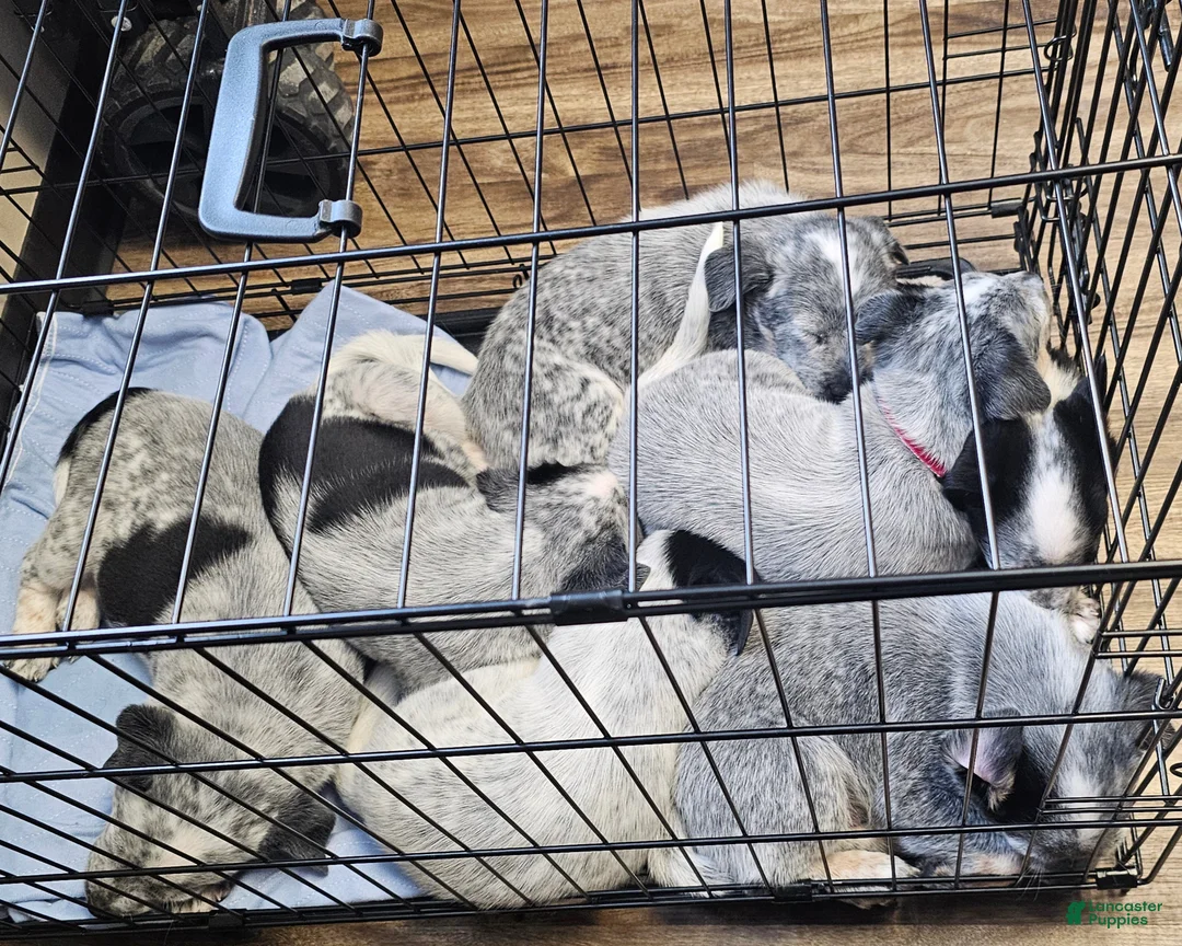 Mixed Breed dogs for sale: Mixed Breed Puppy 7 - Ad 11