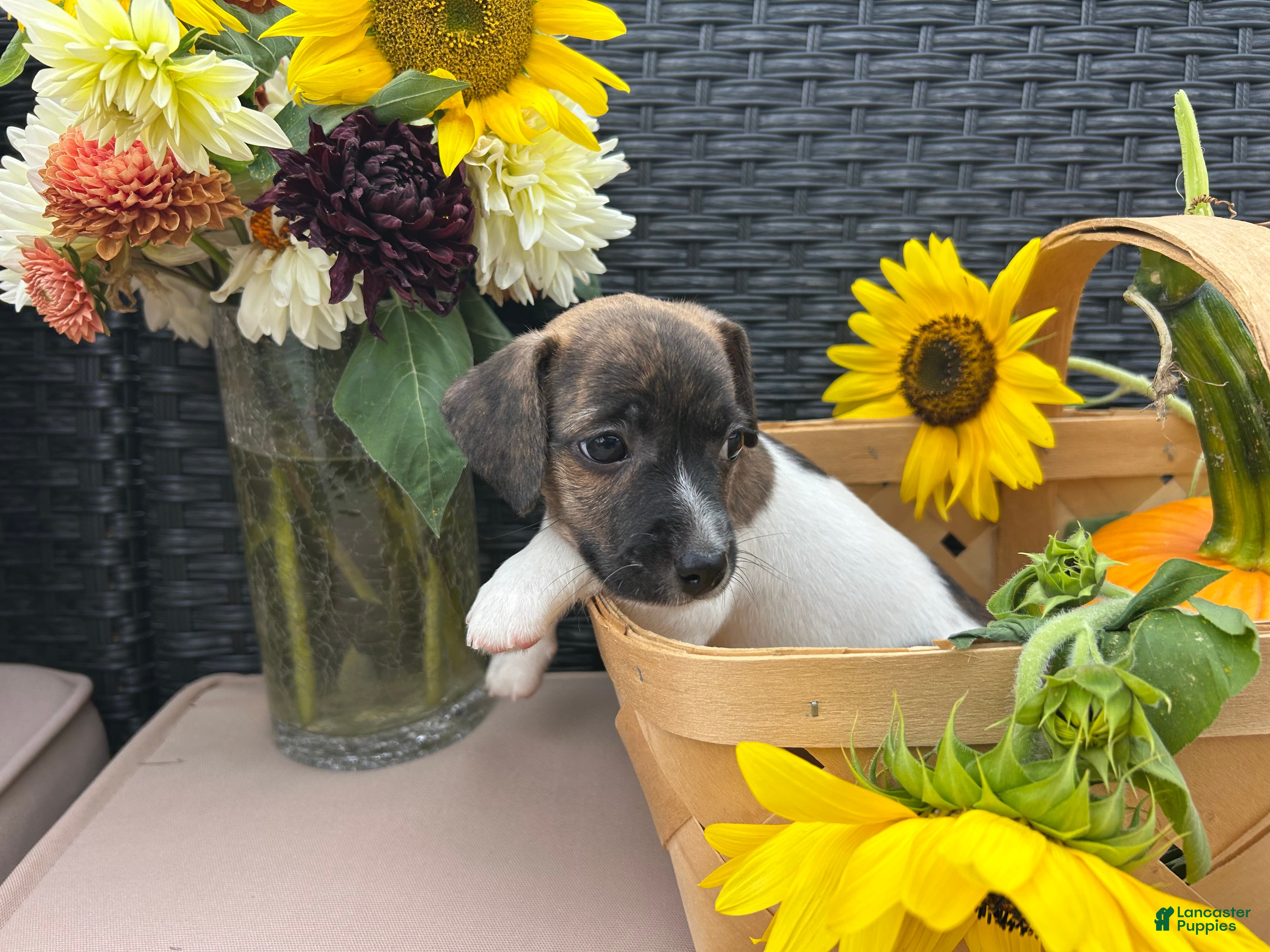 Jack Russell Terrier dogs Cocoa  - Ad 41
