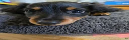 Dachshund dogs for sale: Dachshund 4 - Ad 2