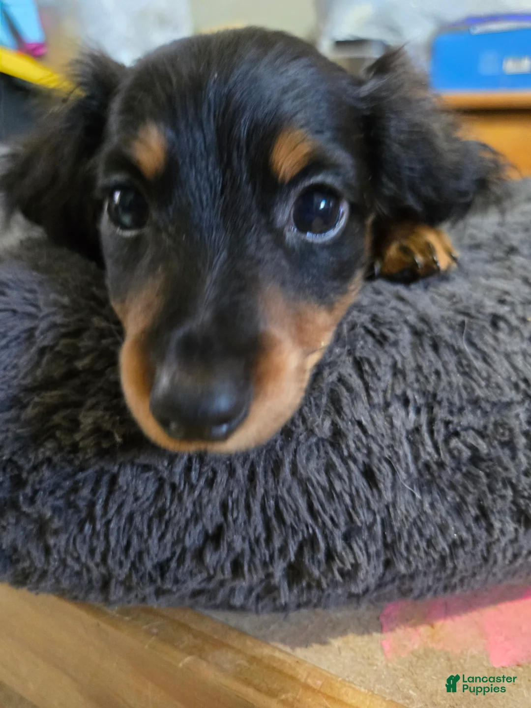 Dachshund dogs for sale: Dachshund 4 - Ad 2