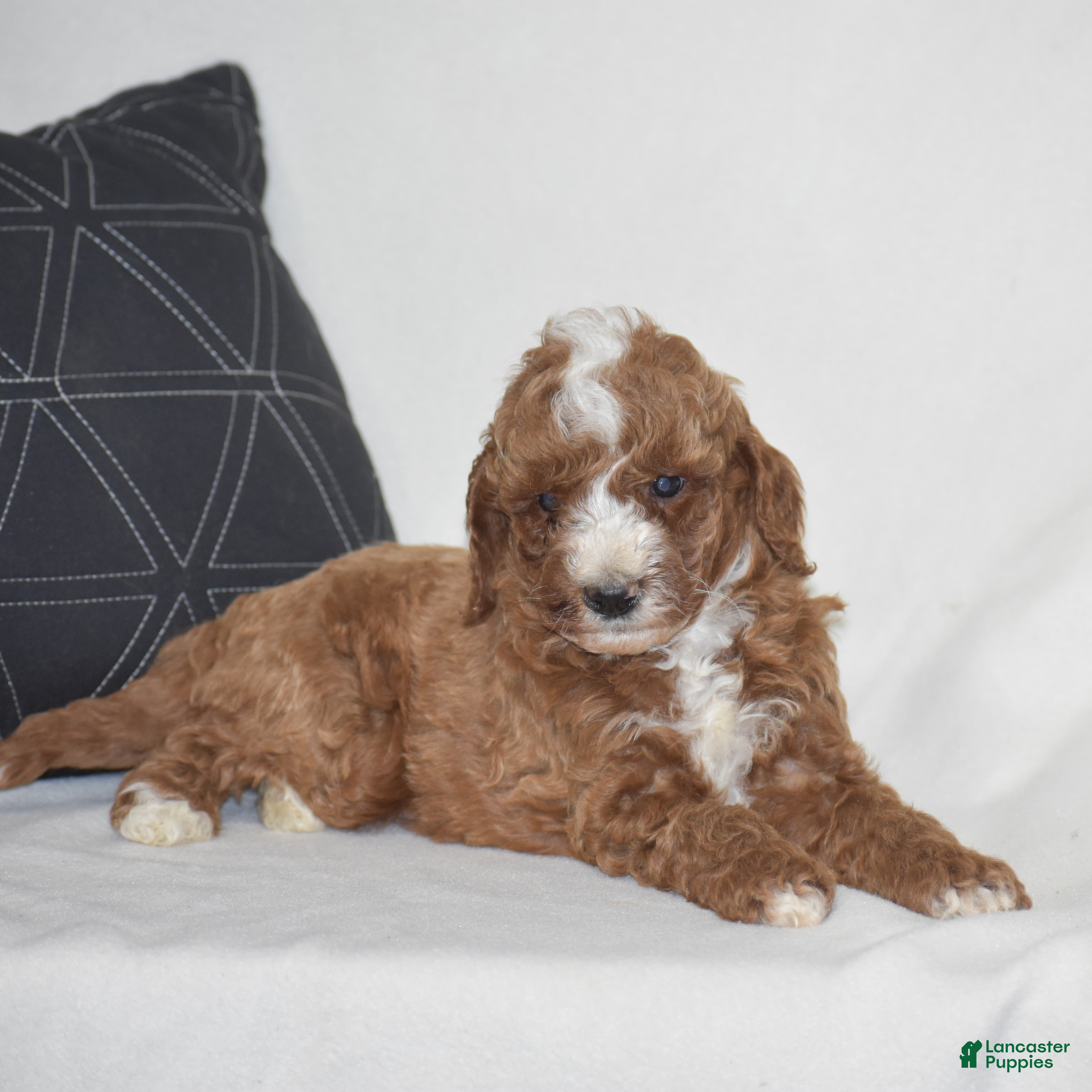 Miniature Poodle dogs Elliot - Ad 2