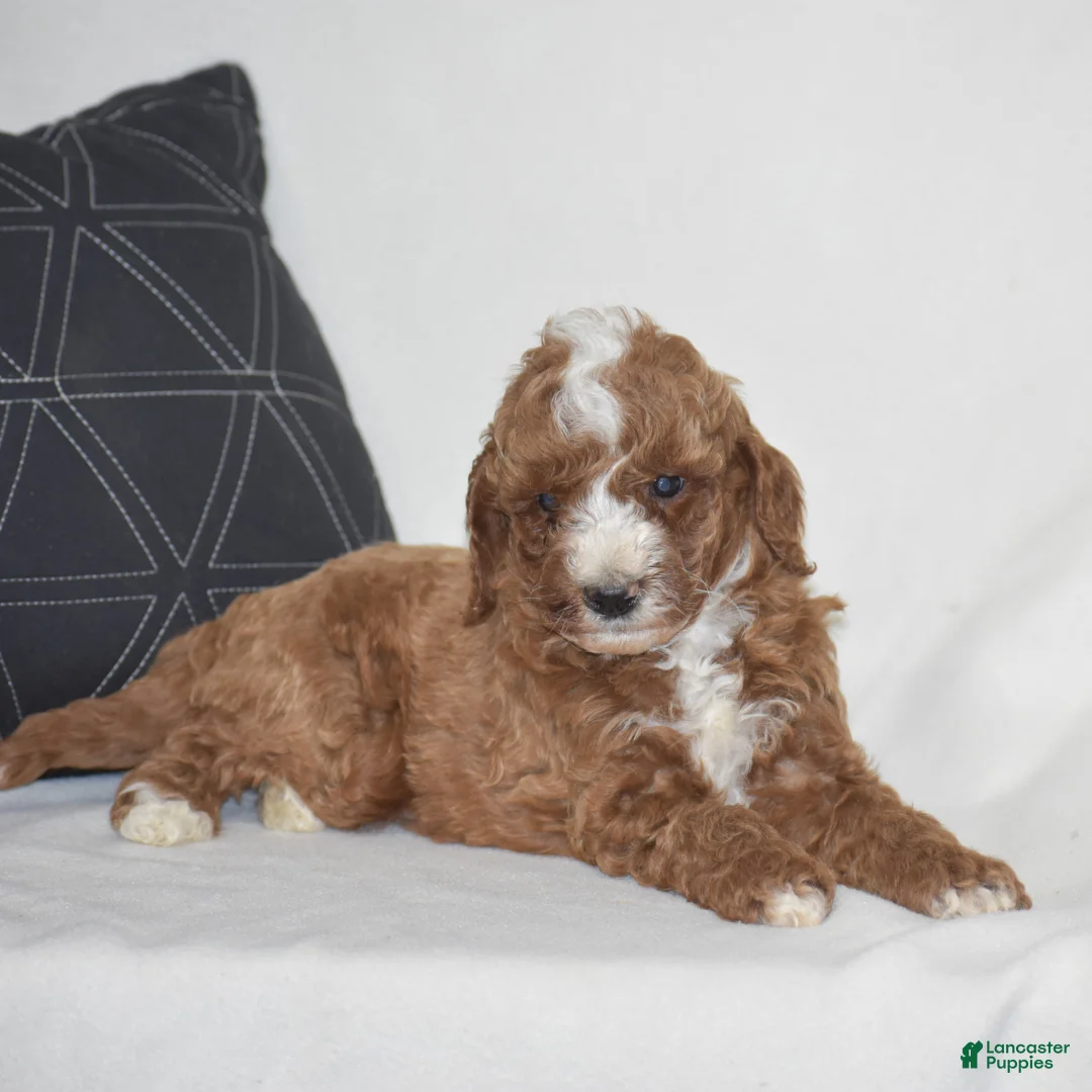 Miniature Poodle dogs for sale: Elliot - Ad 2