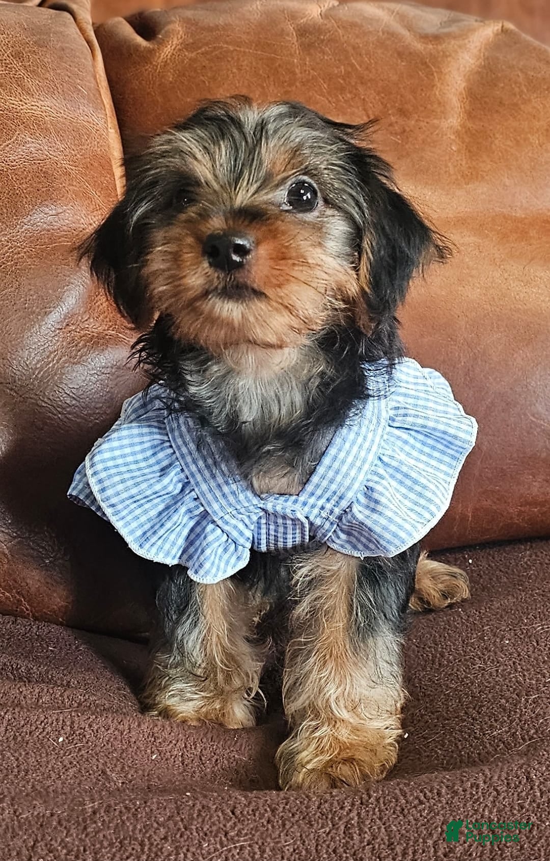 Yorkshire Terrier dogs Yorkshire Terrier Puppy 3 - Ad 1