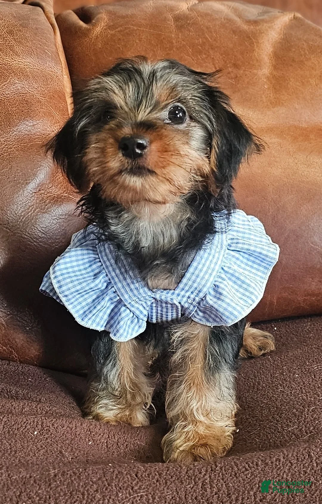 Yorkshire Terrier dogs for sale: Yorkshire Terrier Puppy 3 - Ad 1