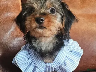 Yorkshire Terrier dogs for sale: Yorkshire Terrier Puppy 3 - Ad 1