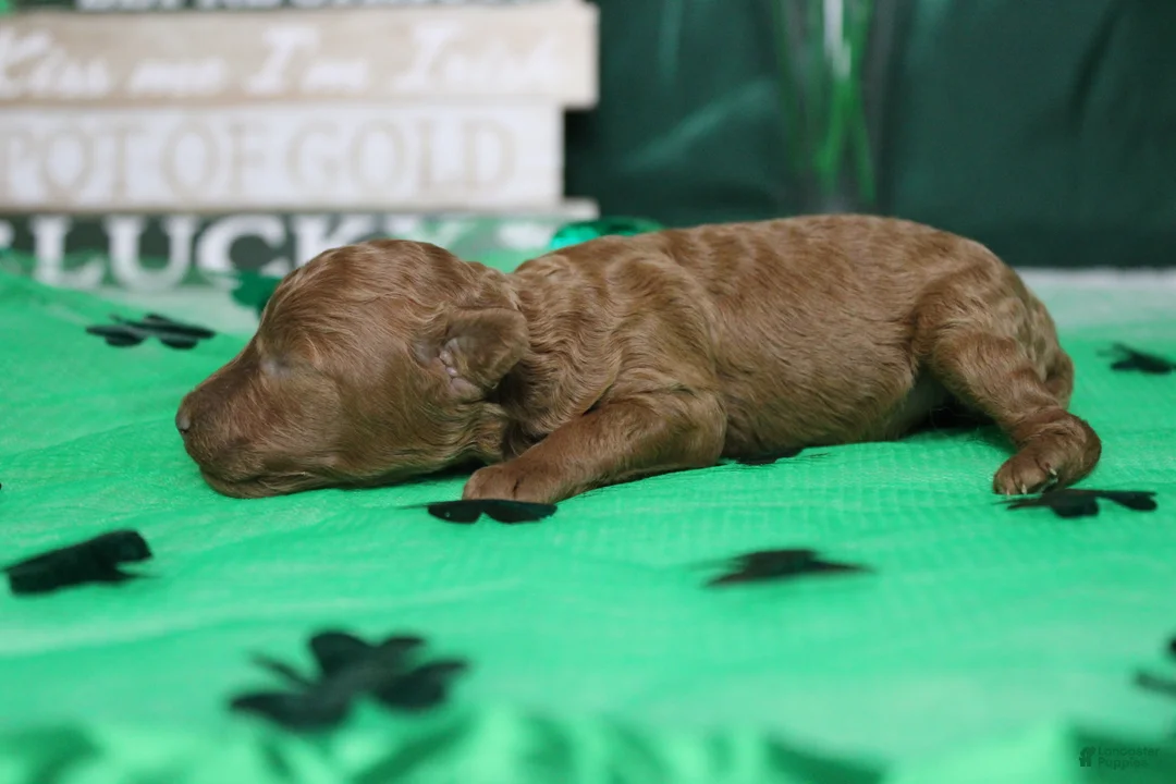 Miniature Poodle dogs for sale: De Anna - Ad 6