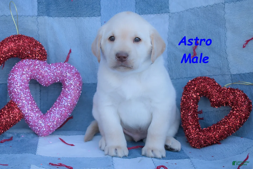 Labrador Retriever dogs for sale: Astro - Ad 1