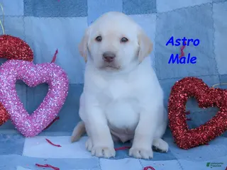 Labrador Retriever dogs Astro - Ad 2