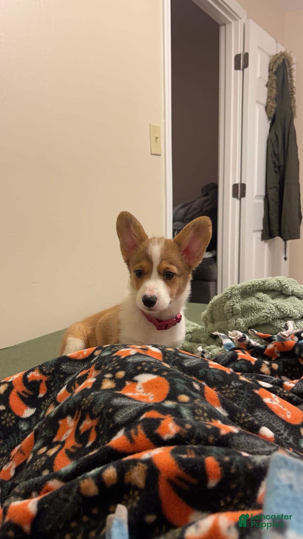 Welsh Corgi Pembroke dogs Maple - Ad 2