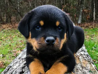 Rottweiler dogs for sale: 1st Pick Male - Ad 4