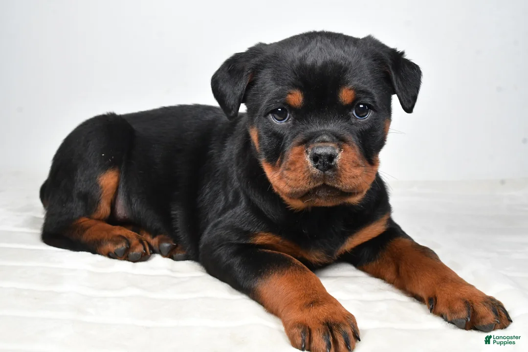 Rottweiler dogs for sale: Patsy - Ad 6