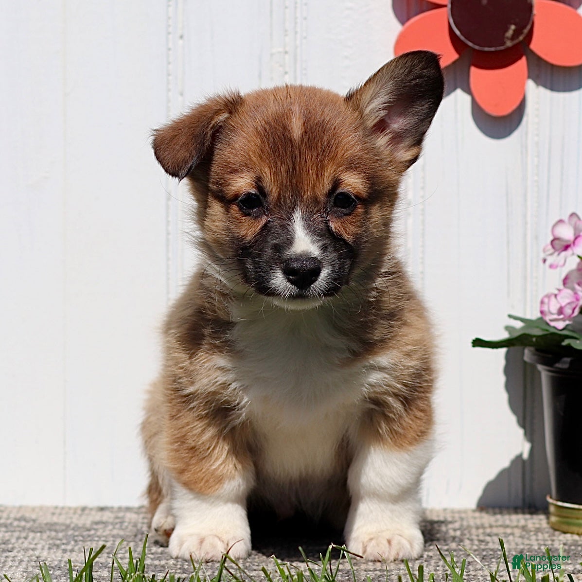 American Corgi dogs Jordan - Ad 1